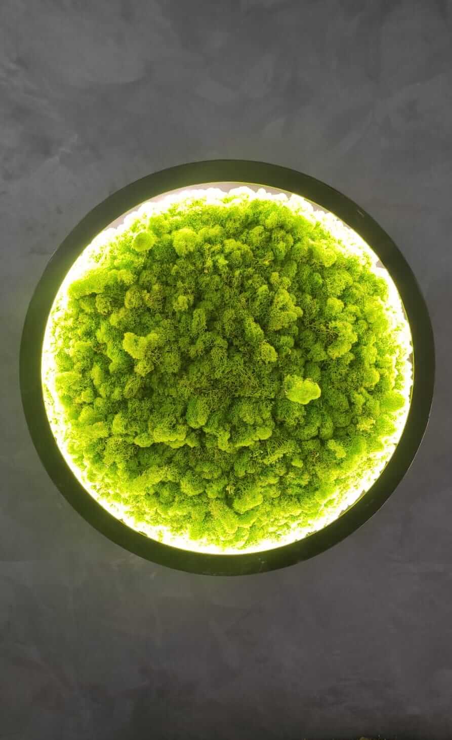 Pannello di lichene stabilizzato - immagine 6