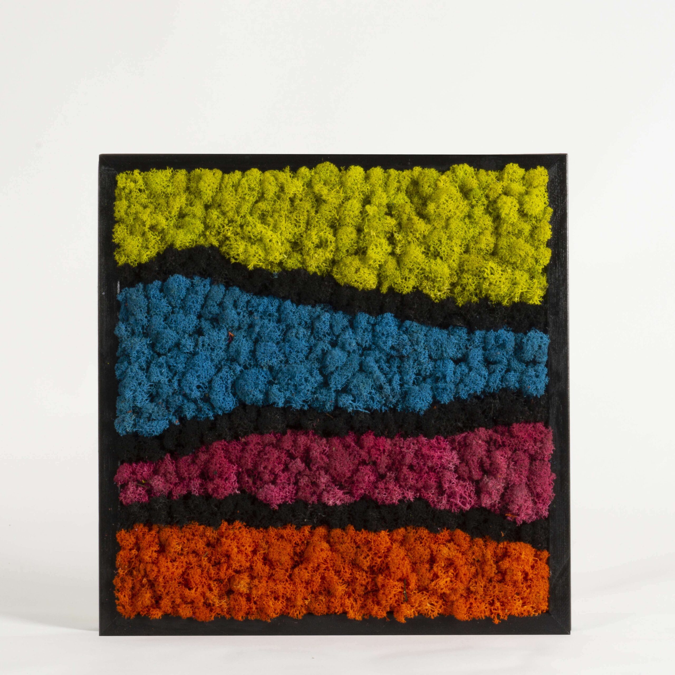 Quadro Arcobaleno lichene stabilizzato