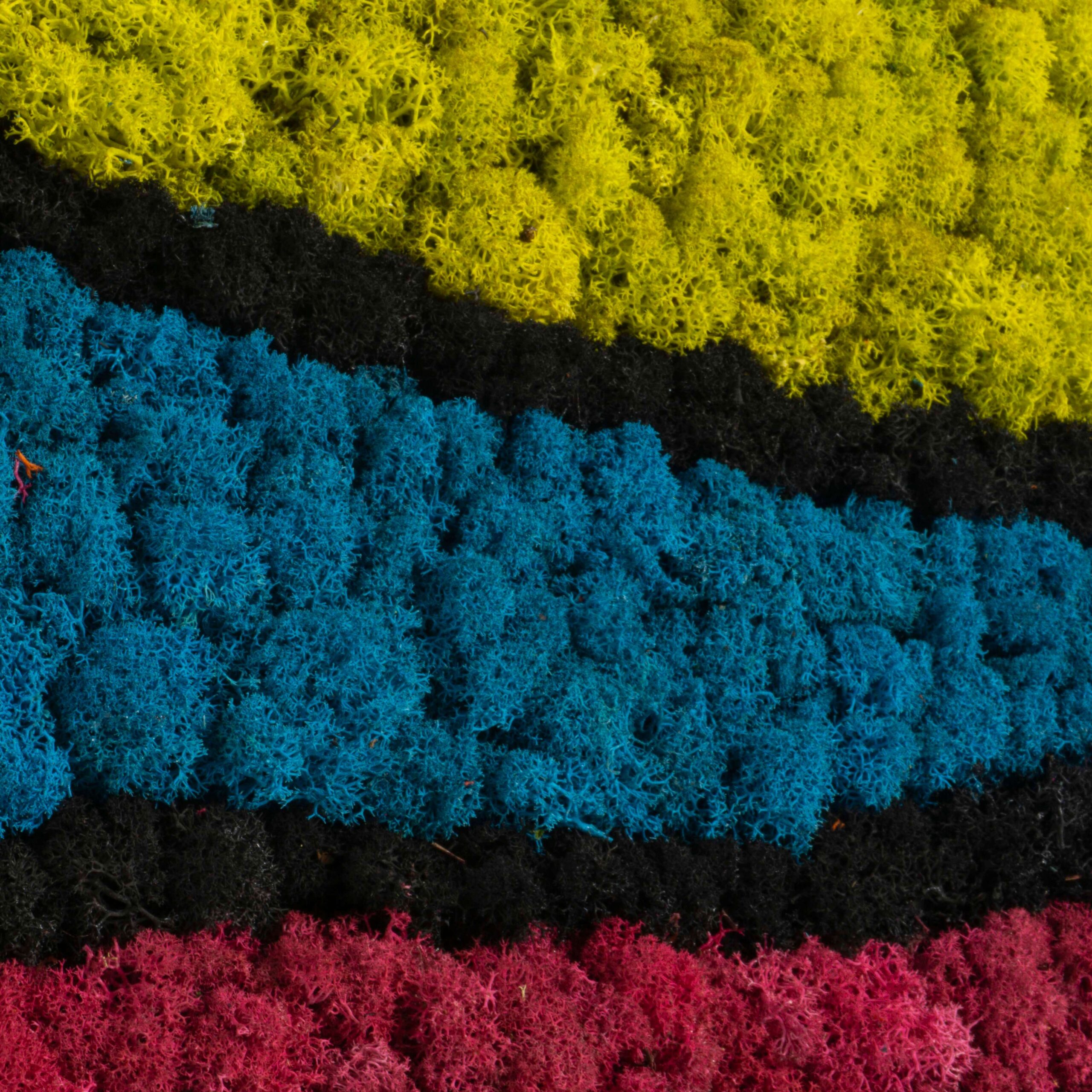 Quadro Arcobaleno lichene stabilizzato - immagine 2