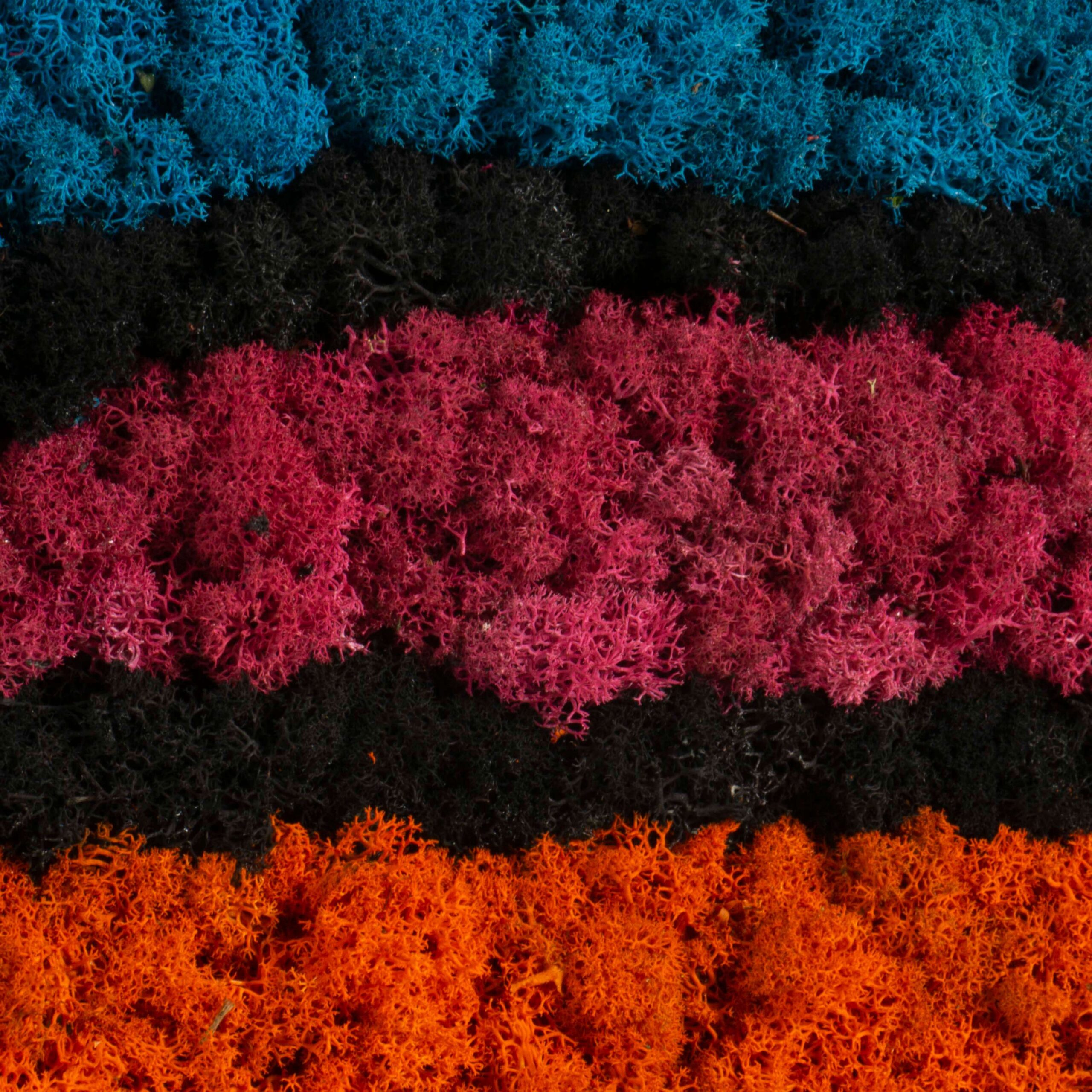 Quadro Arcobaleno lichene stabilizzato - immagine 3