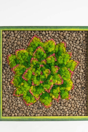 Quadro Echeveria stabilizzata