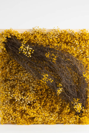 Quadro Gypsophila stabilizzata