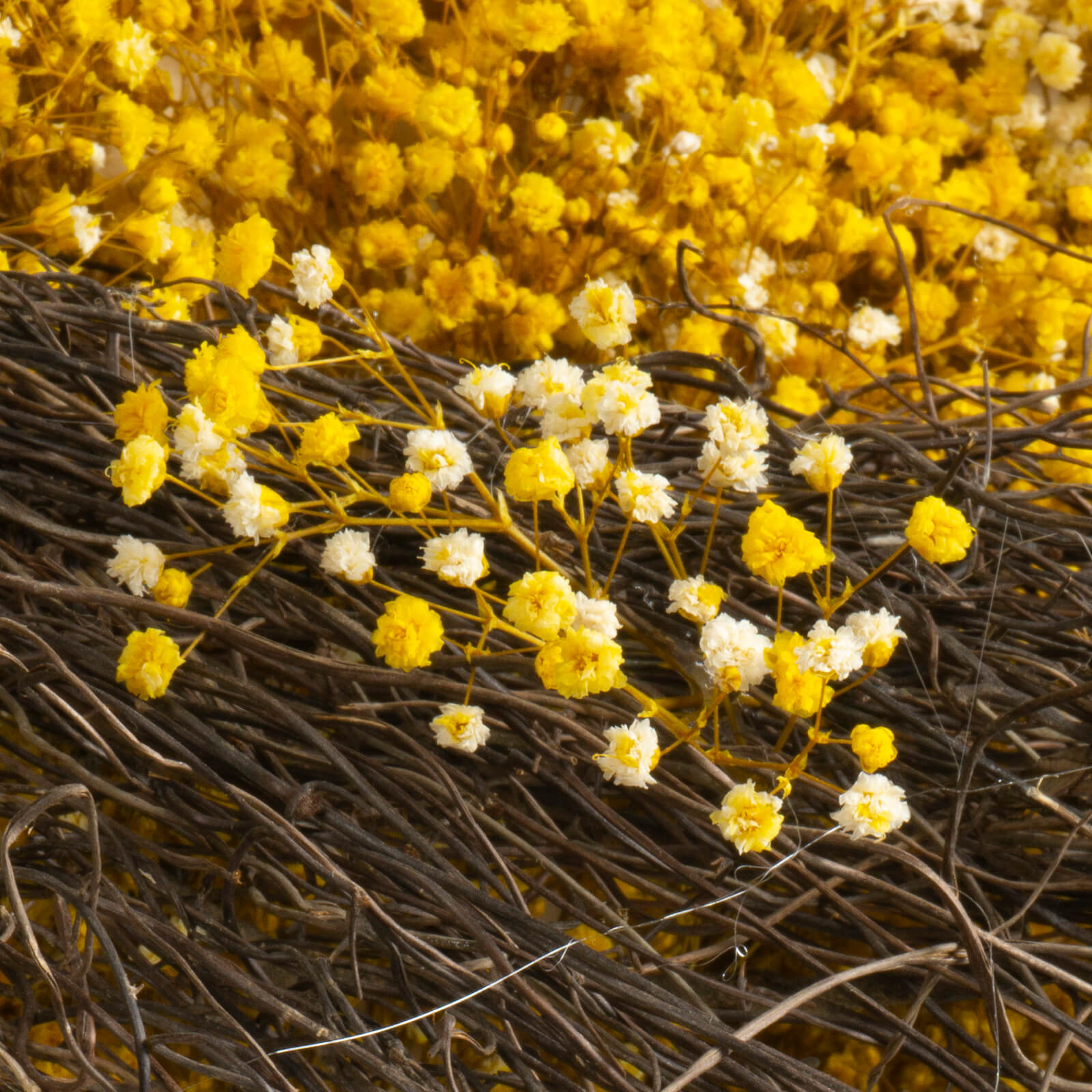 Quadro Gypsophila stabilizzata - immagine 2