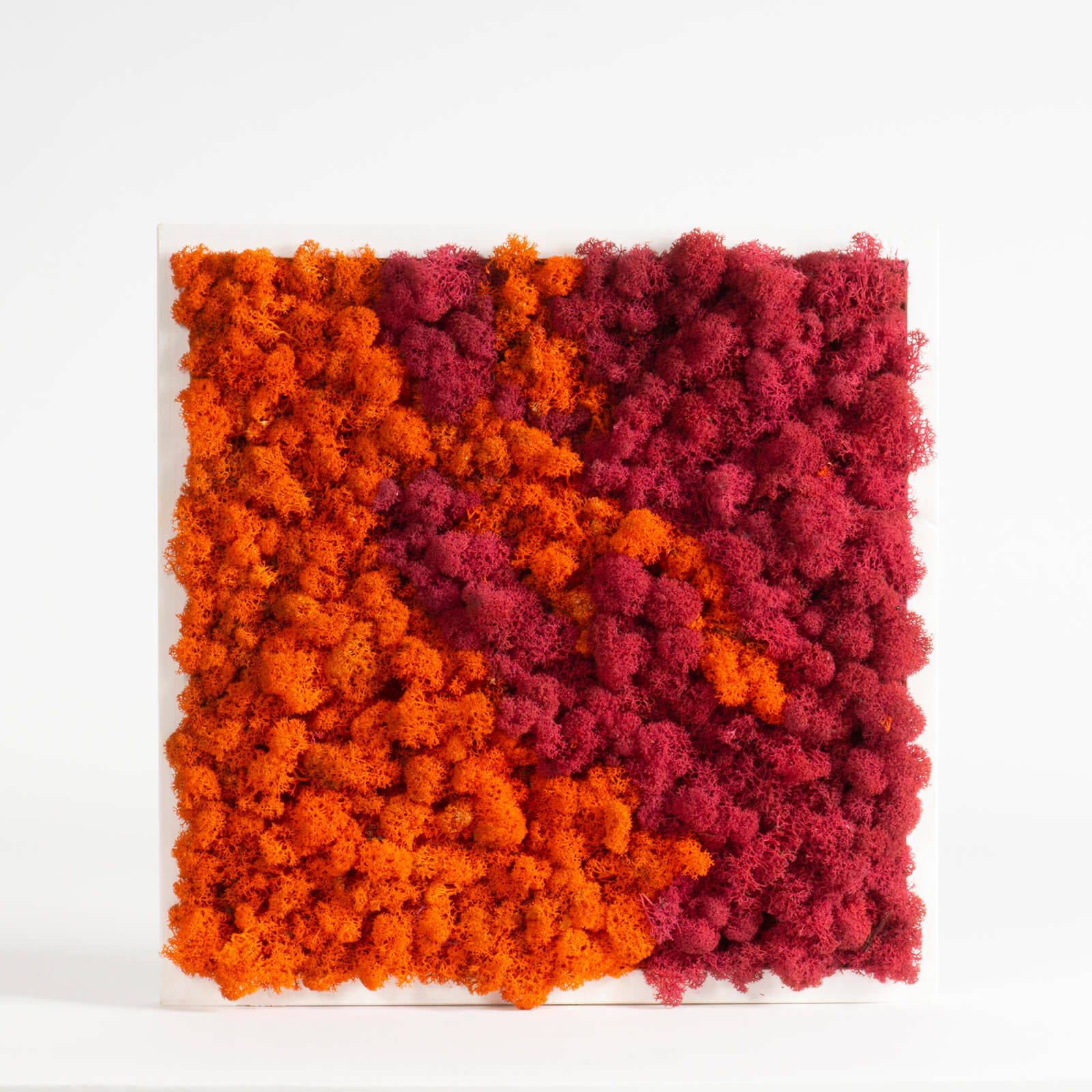 Quadro Lichene bicolor