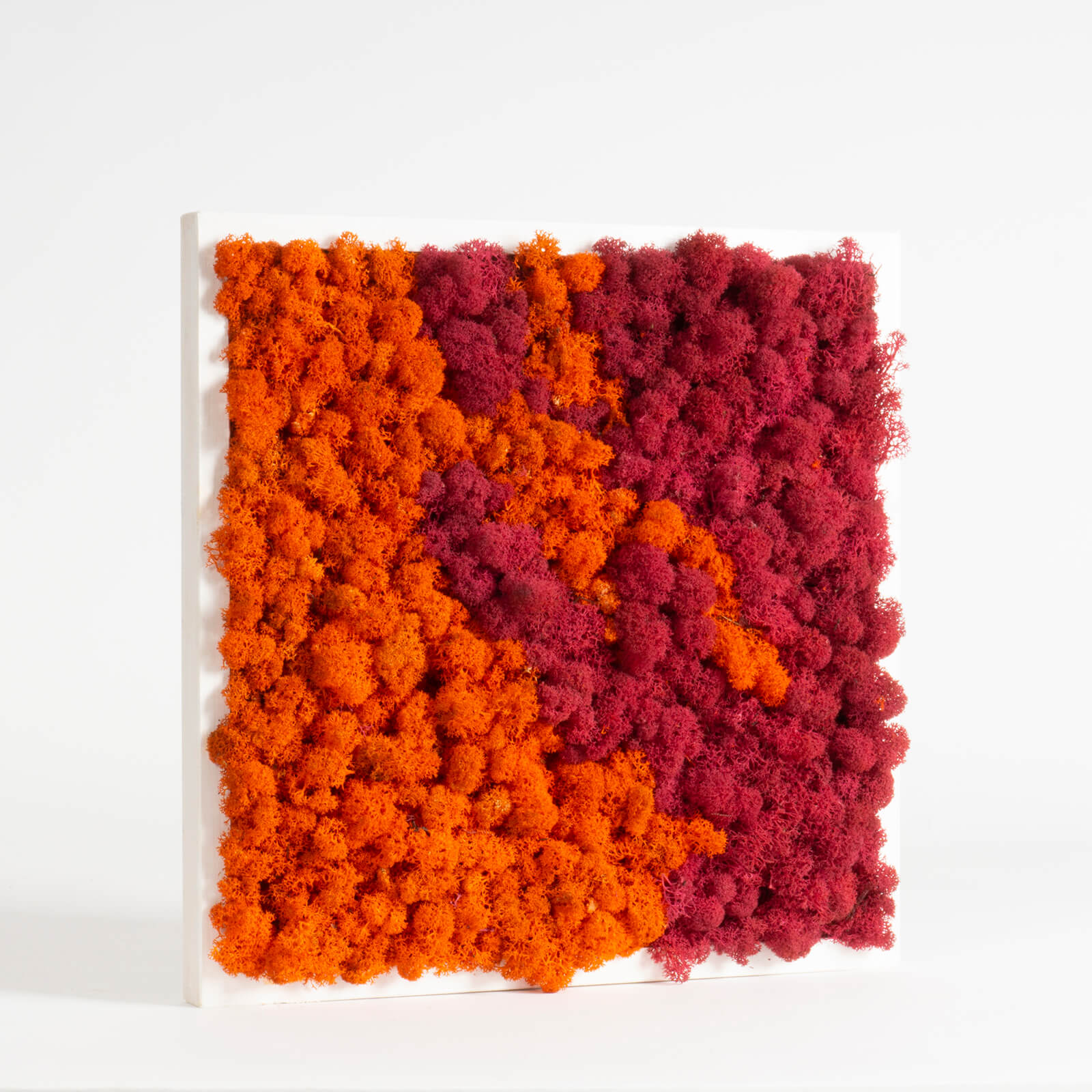 Quadro Lichene bicolor - immagine 2