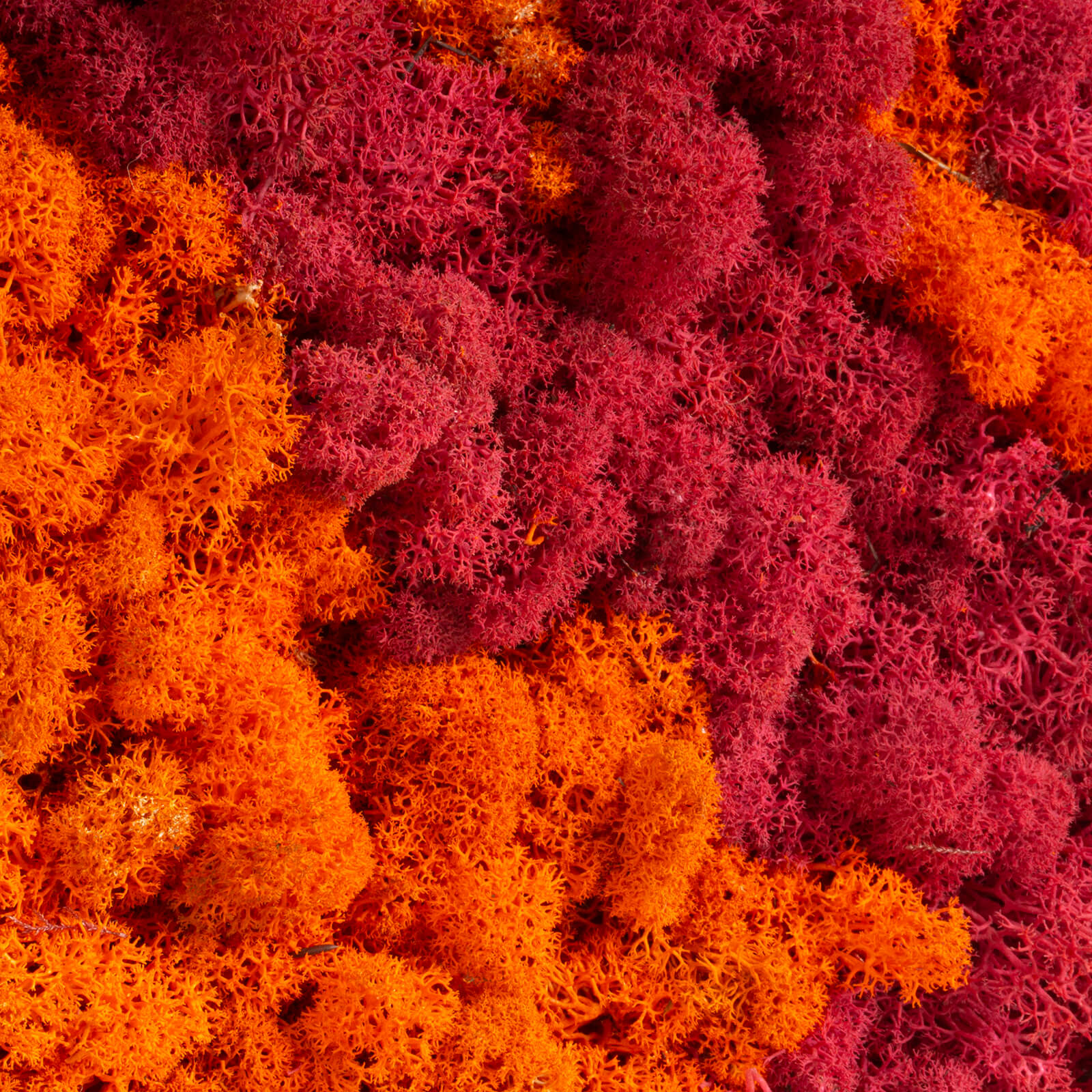Quadro Lichene bicolor - immagine 3