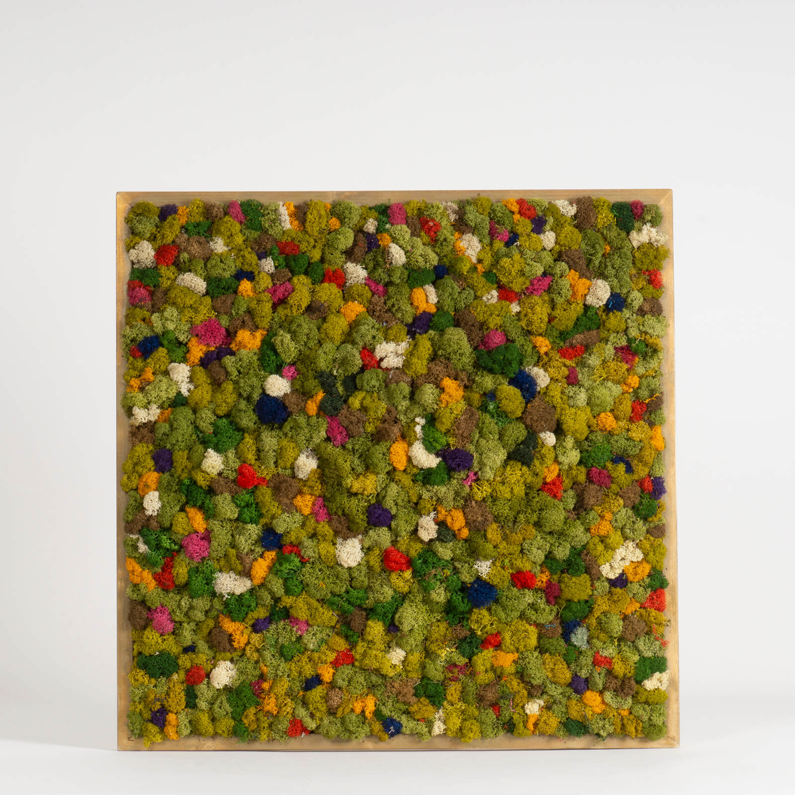 Quadro Lichene con cornice dorata