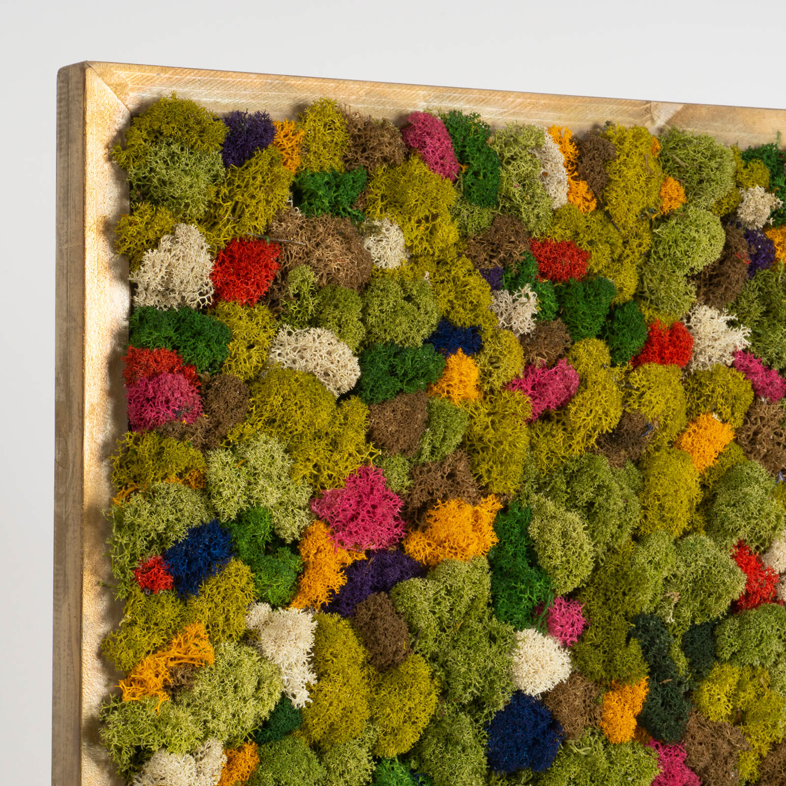 Quadro Lichene con cornice dorata - immagine 4