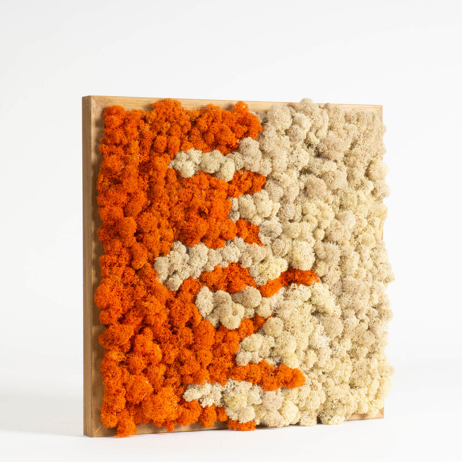 Quadro Lichene stabilizzato bicolor - immagine 2