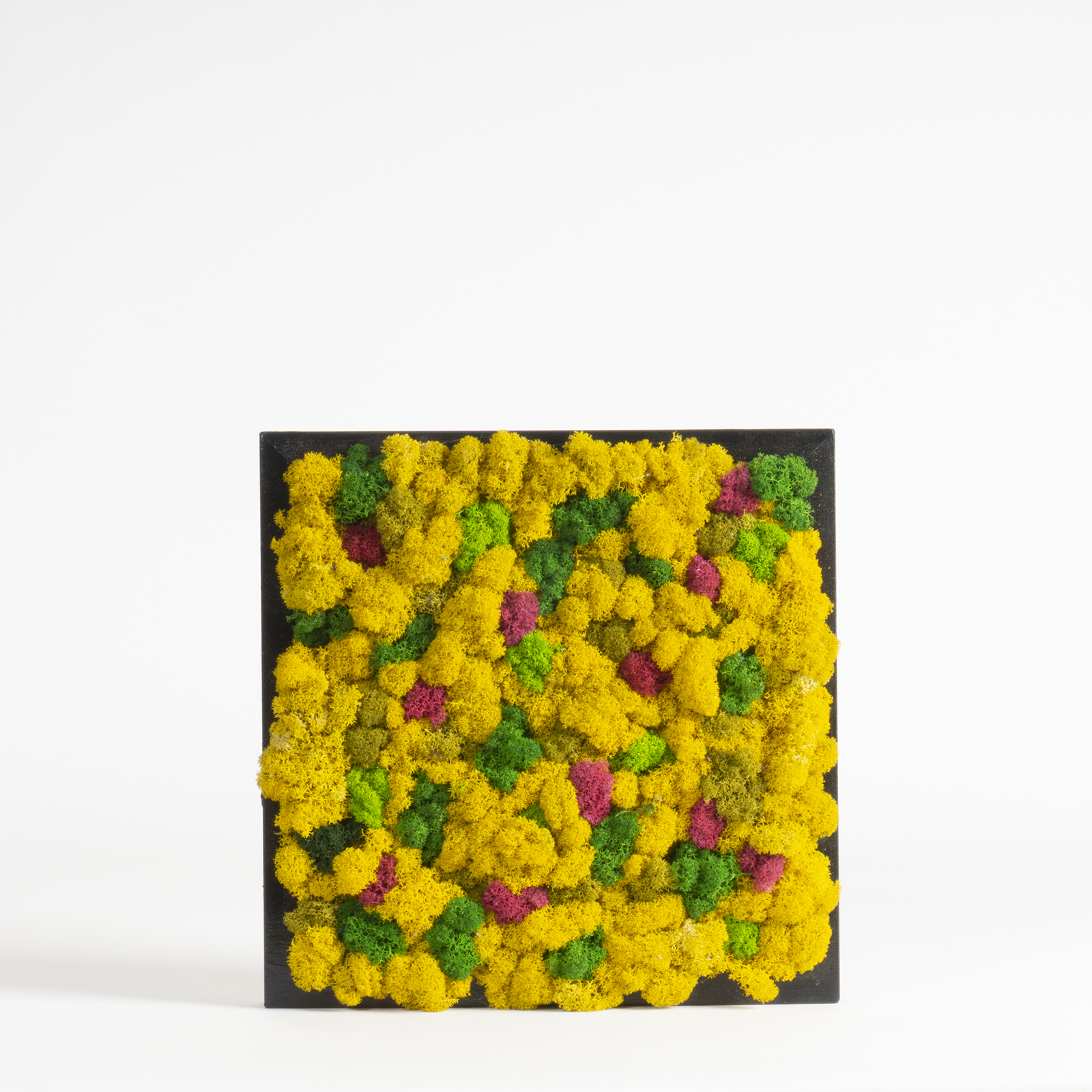 Quadro lichene supercolor