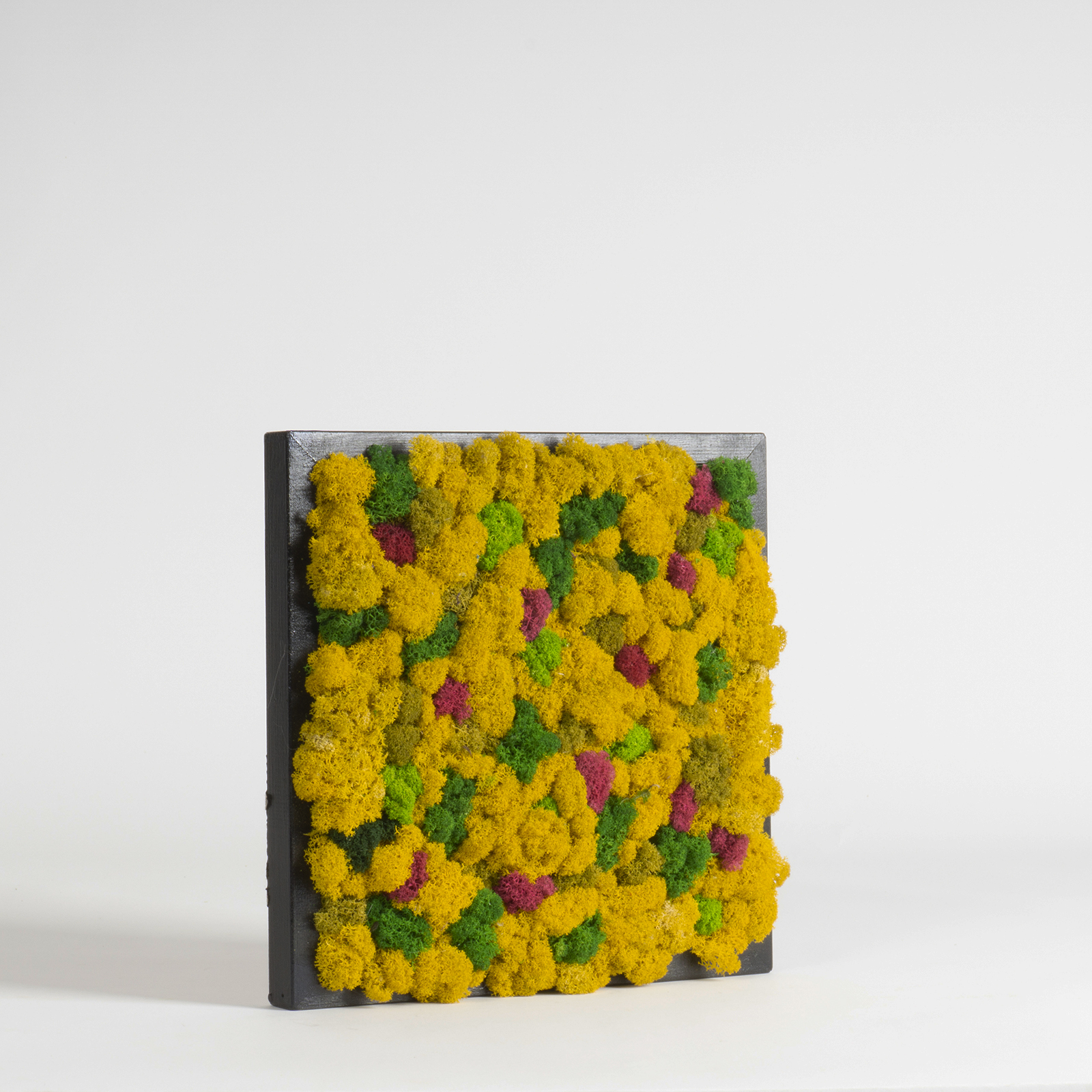 Quadro lichene supercolor - immagine 2