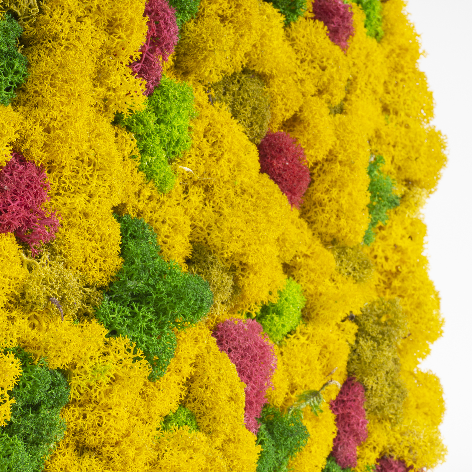 Quadro lichene supercolor - immagine 3