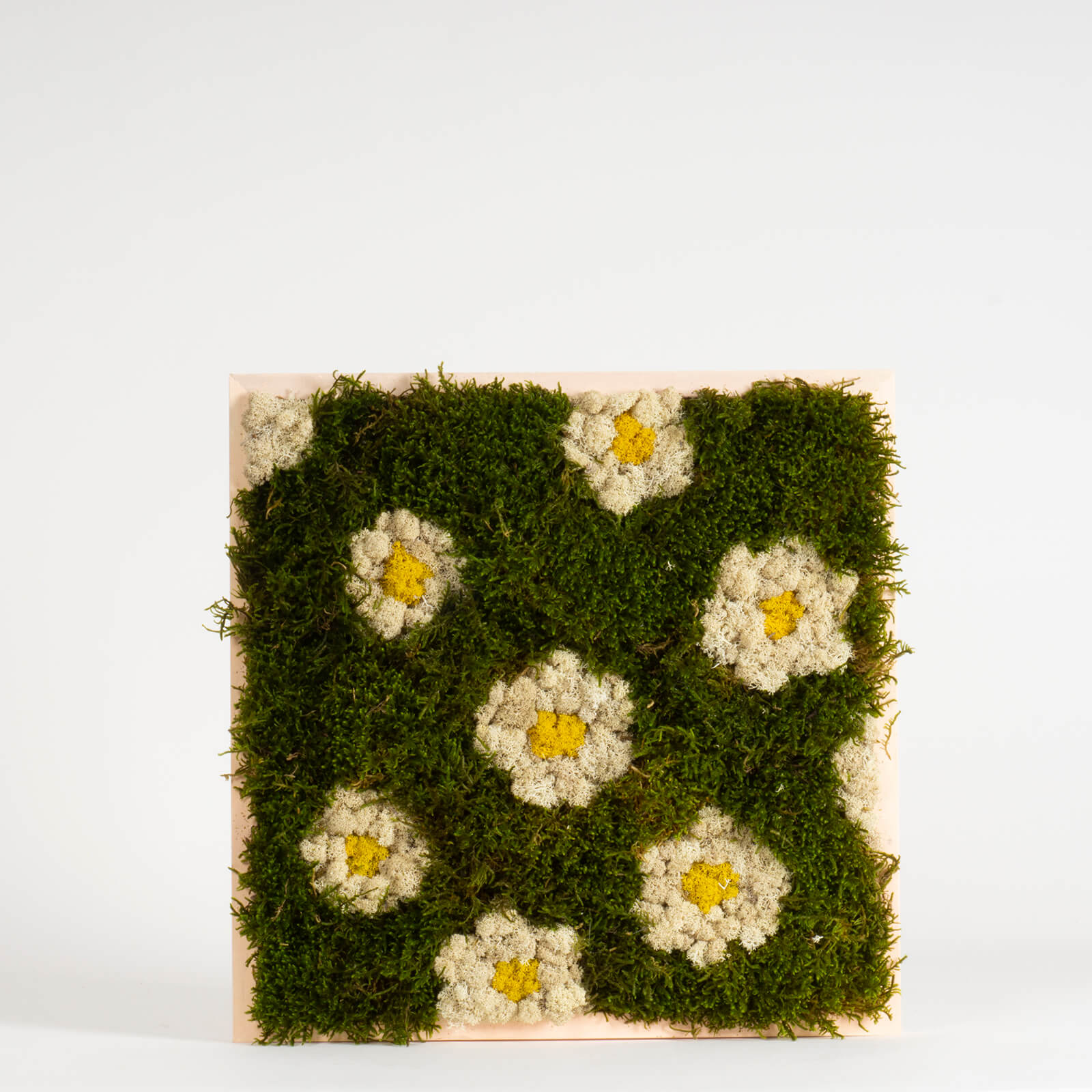 Quadro Margherite di lichene