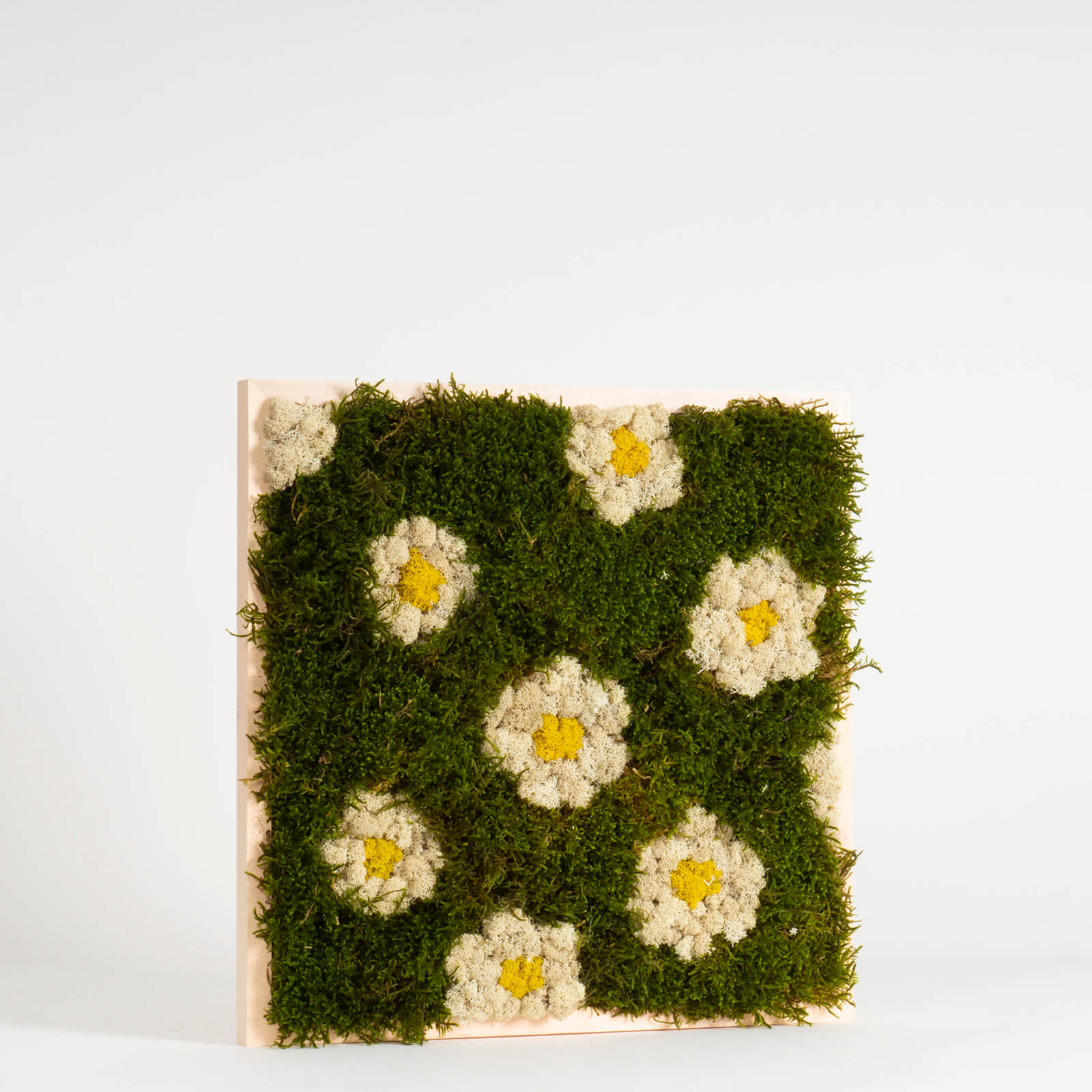 Quadro Margherite di lichene - immagine 2