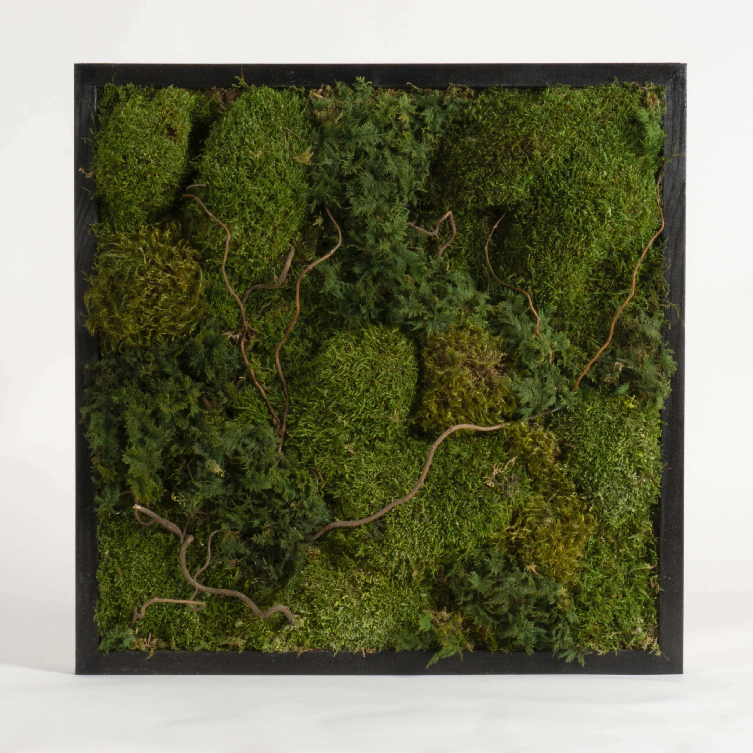 Quadro Muschi e Nocciolo