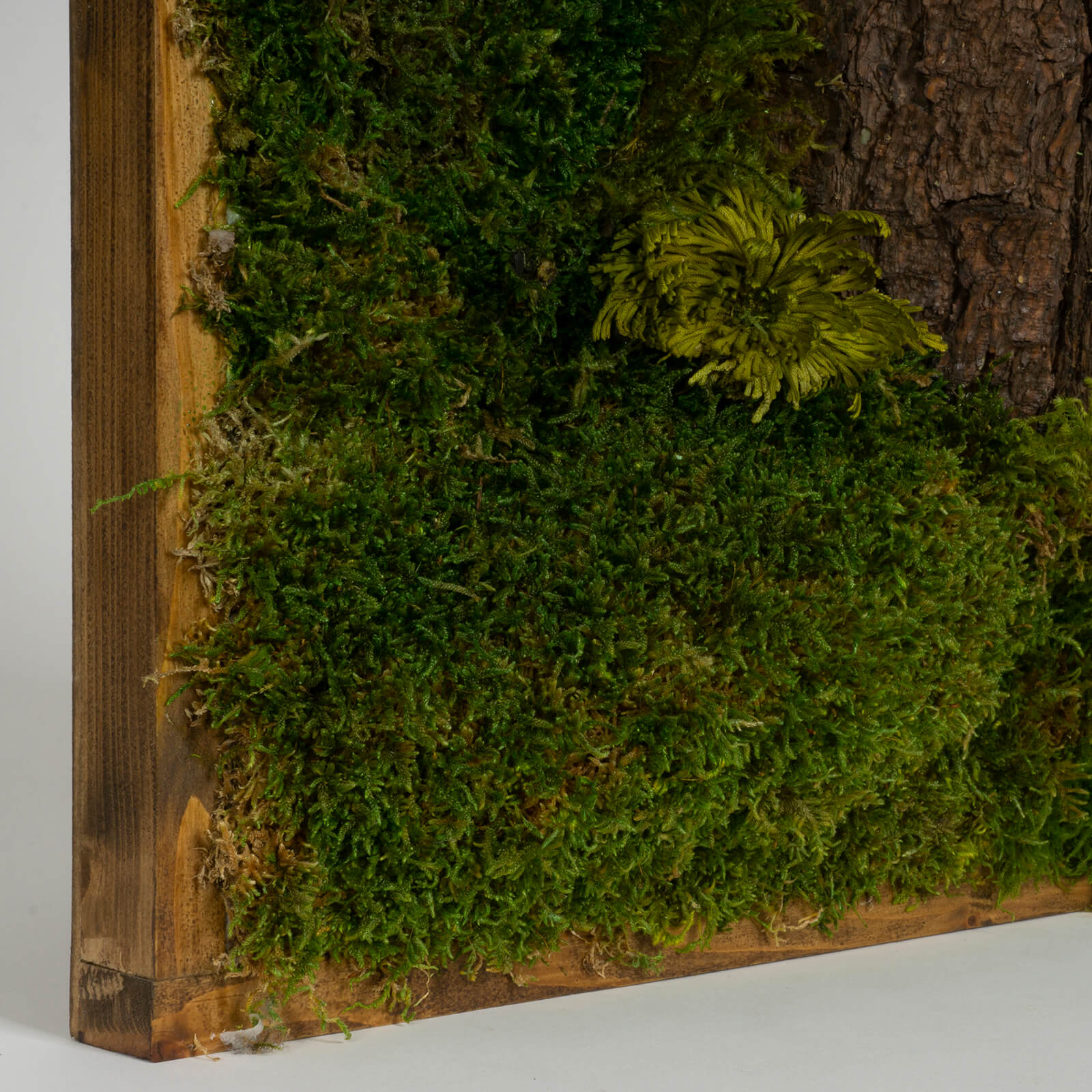 Quadro di muschio con tronco - immagine 6