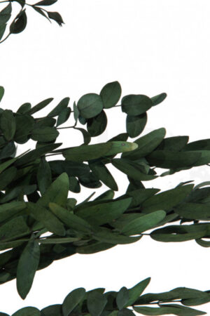 Eucalipto Parvifolia verde