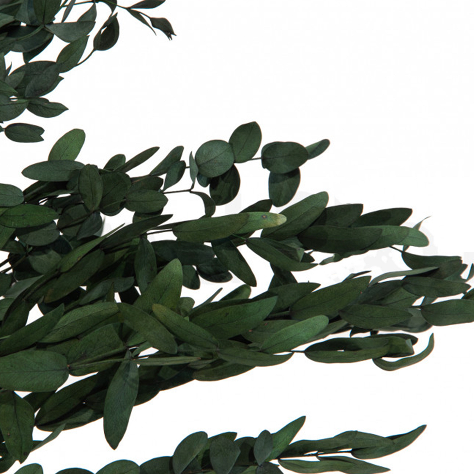 Eucalipto Parvifolia verde