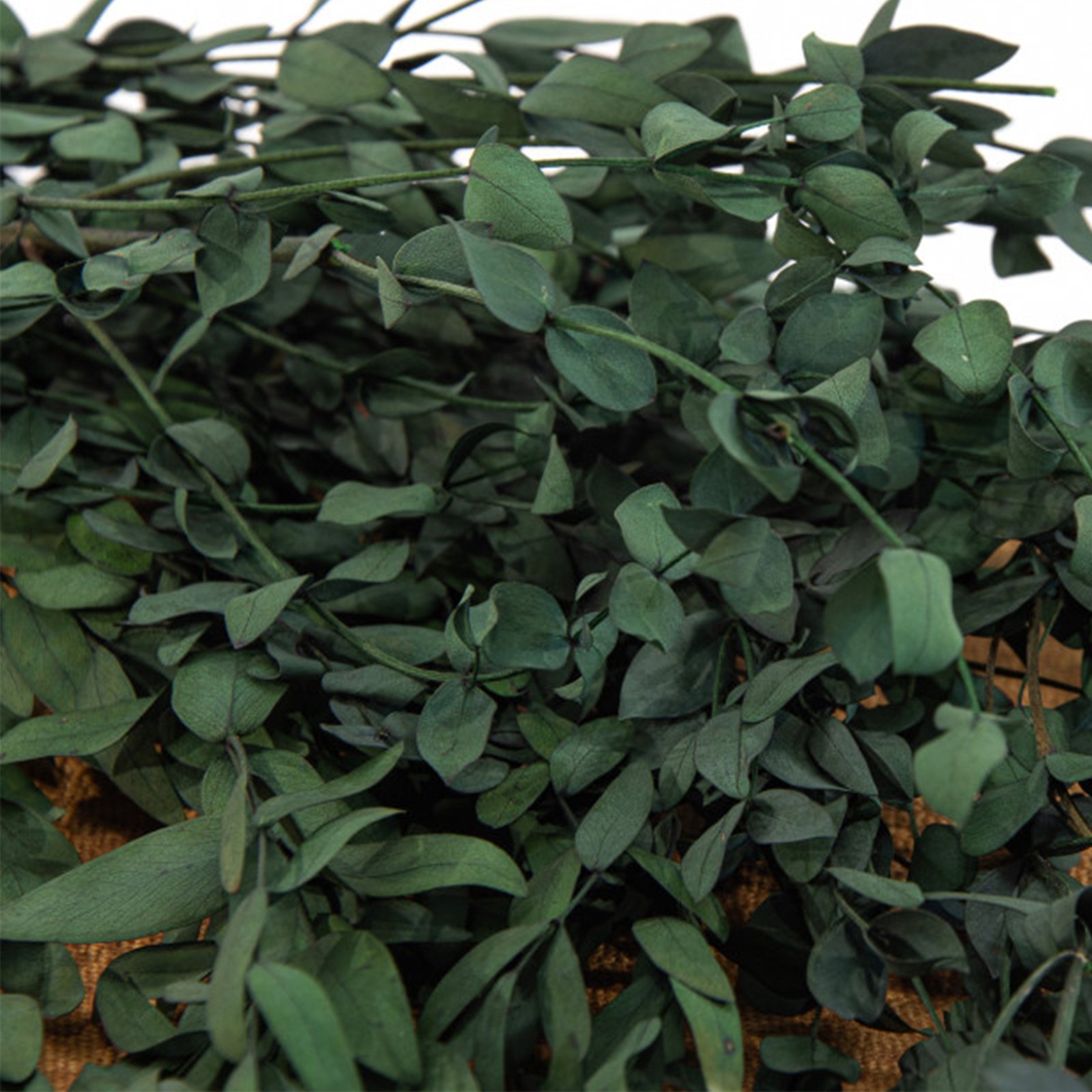Eucalipto Parvifolia verde - immagine 2
