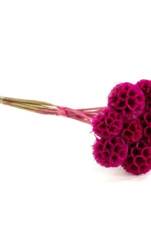 Scabiosa stellata fucsia