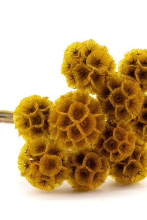 Scabiosa stellata gialla
