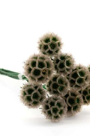 Scabiosa stellata naturale