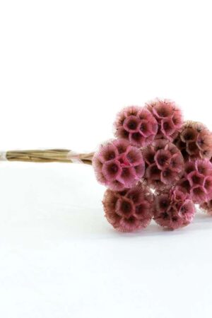 Scabiosa stellata pesca