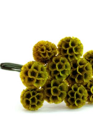 Scabiosa stellata senape