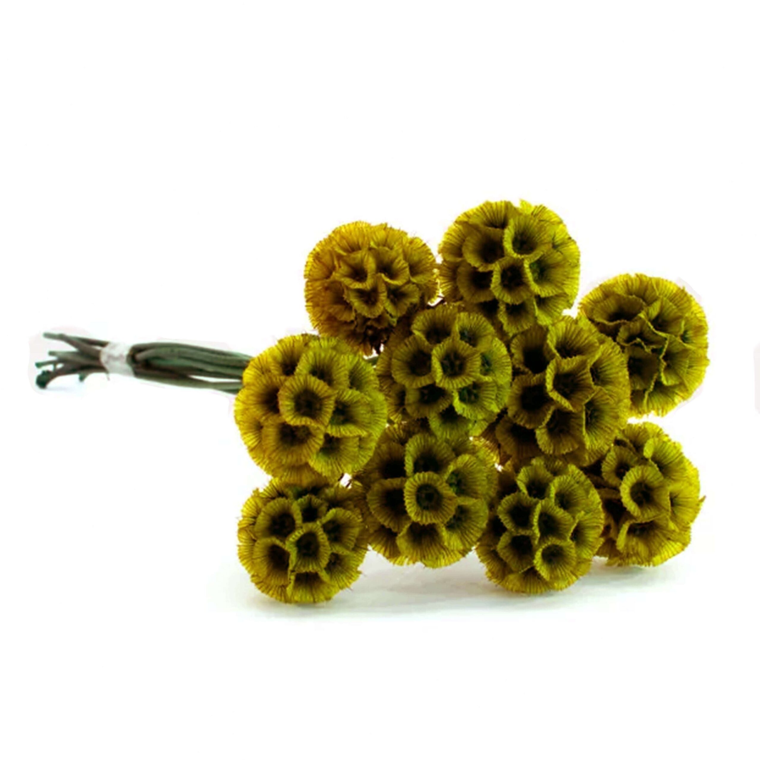 Scabiosa stellata senape