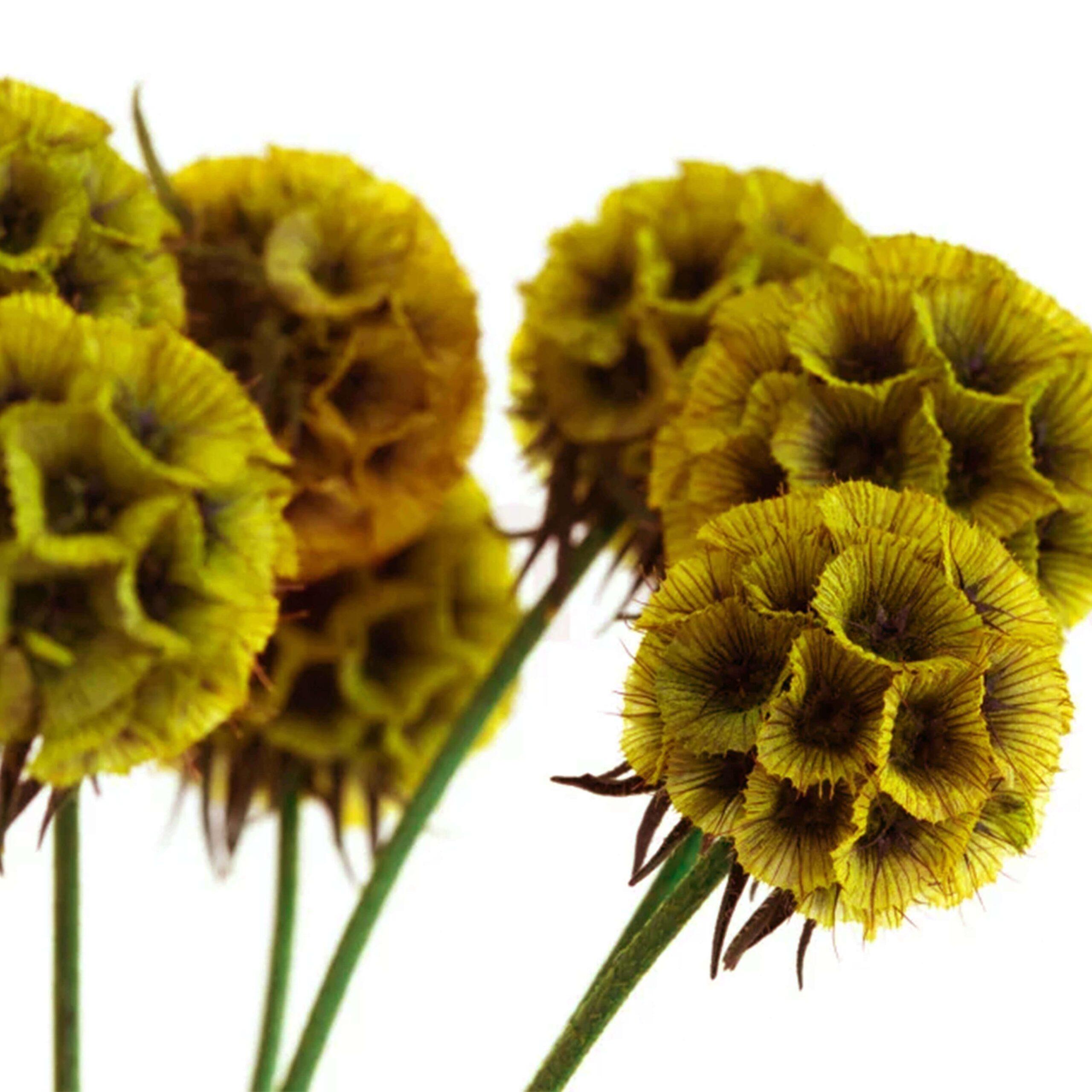 Scabiosa stellata senape - immagine 2