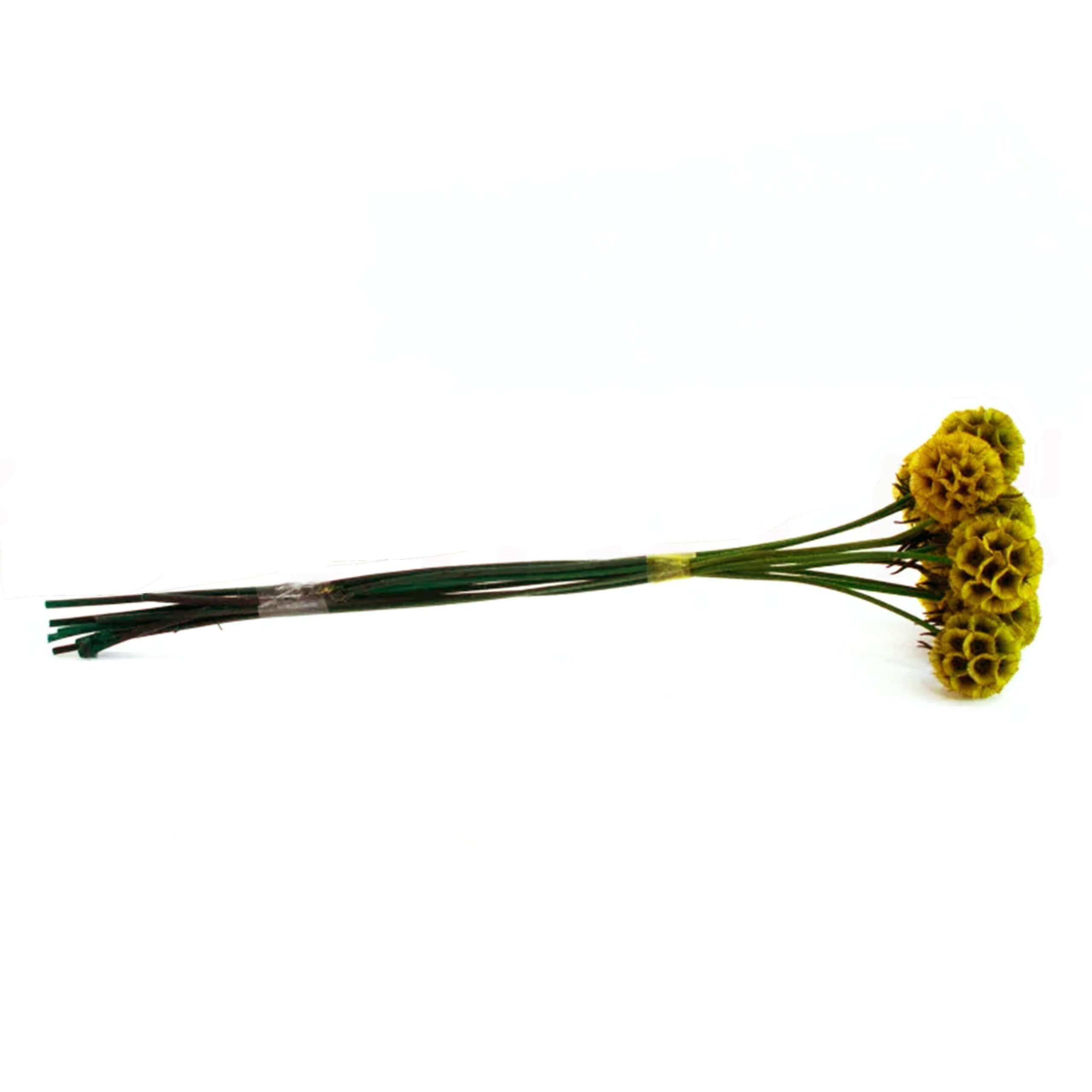 Scabiosa stellata senape - immagine 3