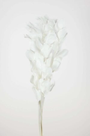Ruscus aculeatus bianco stabilizzato