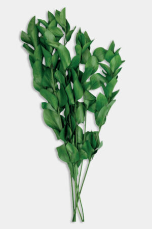 Ruscus aculeatus verde stabilizzato