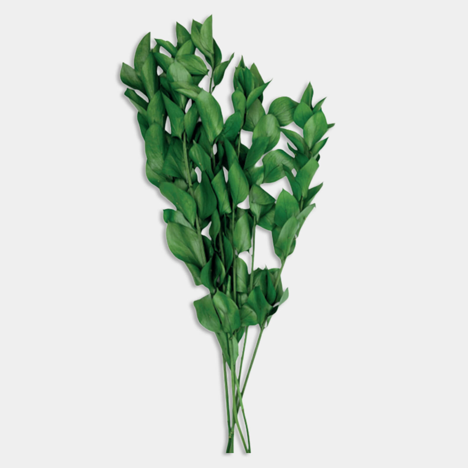 Ruscus aculeatus verde stabilizzato