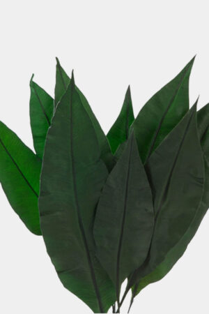 Foglie tropicali verdi