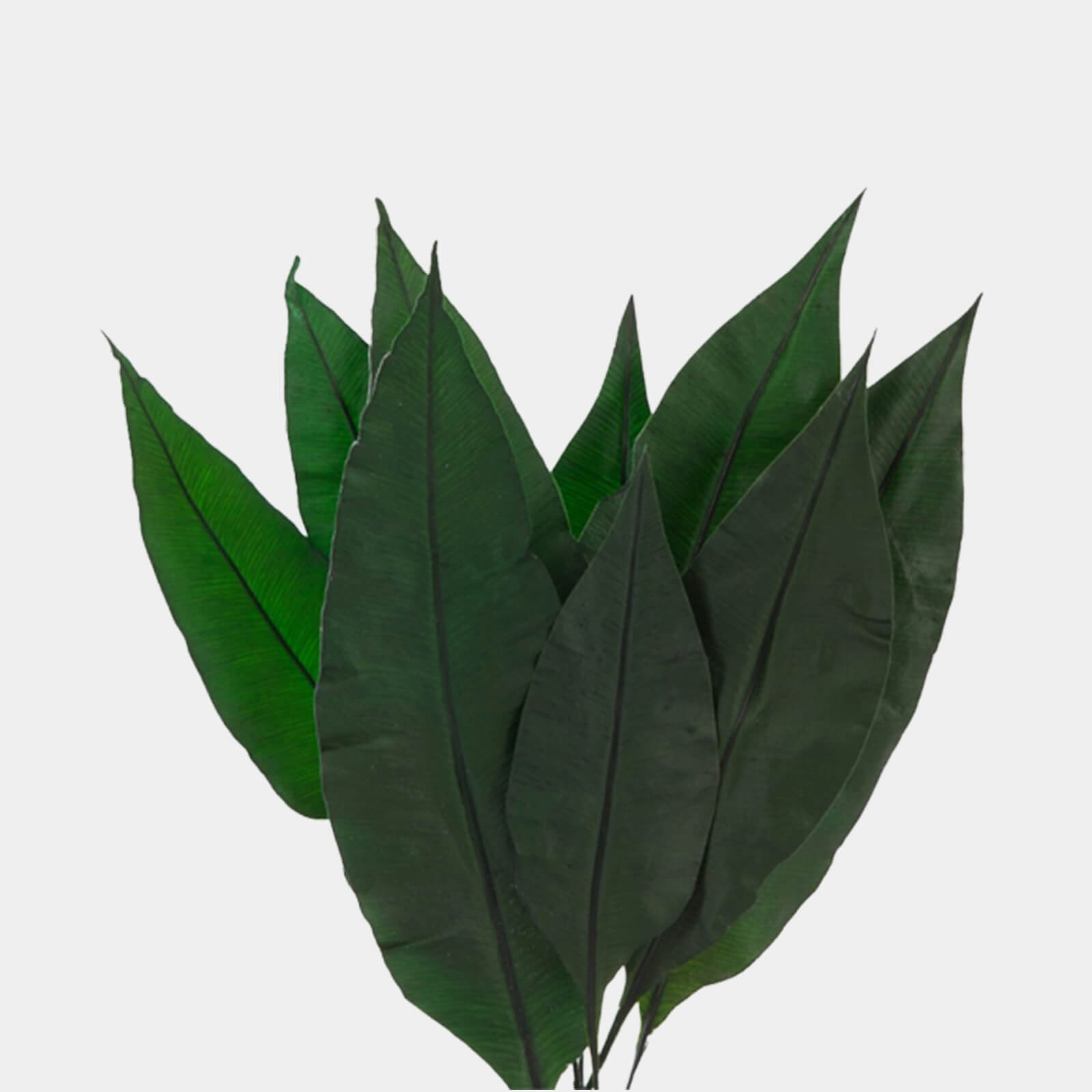 Foglie tropicali verdi