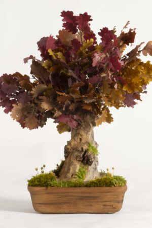 Bonsai Quercia stabilizzata