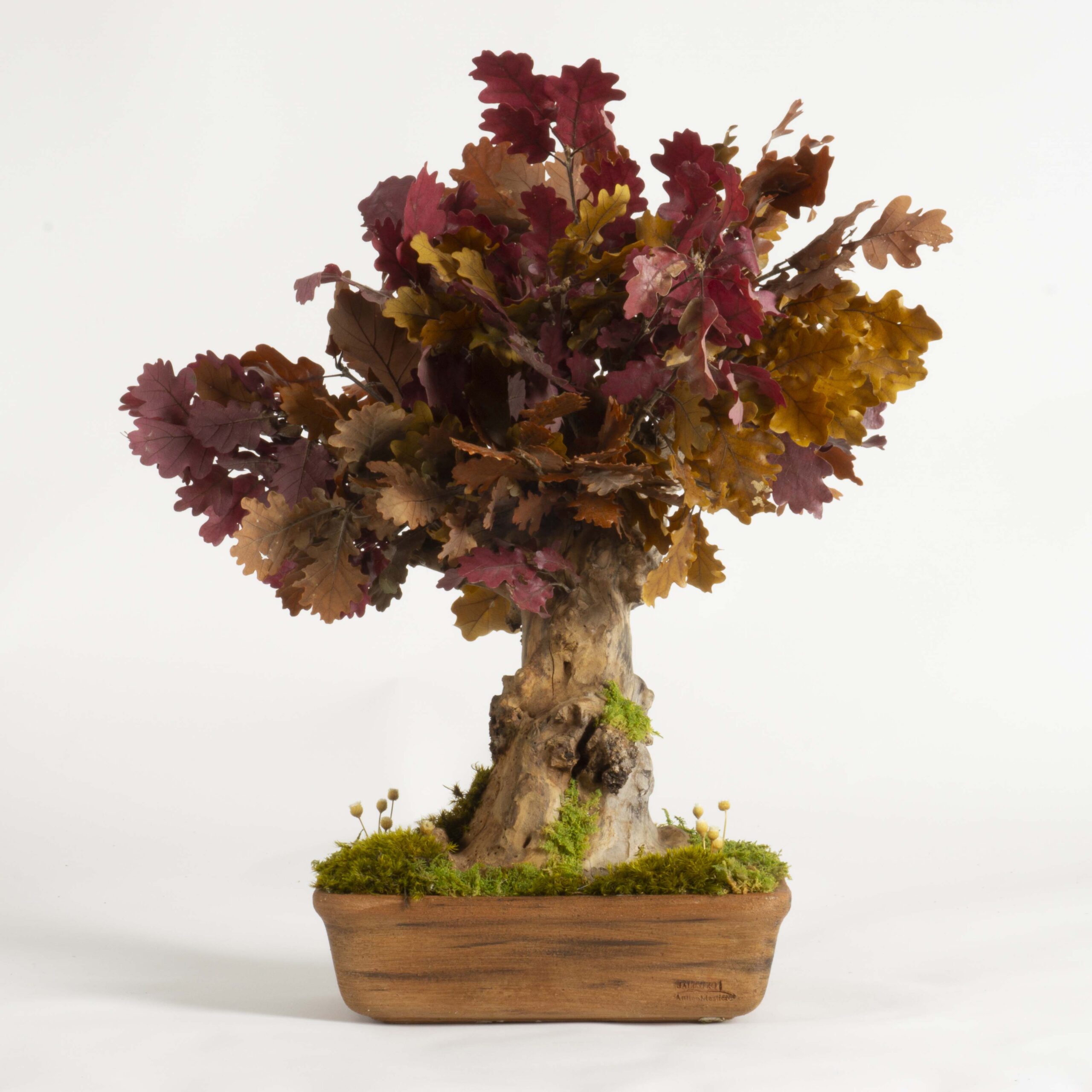 Bonsai Quercia stabilizzata