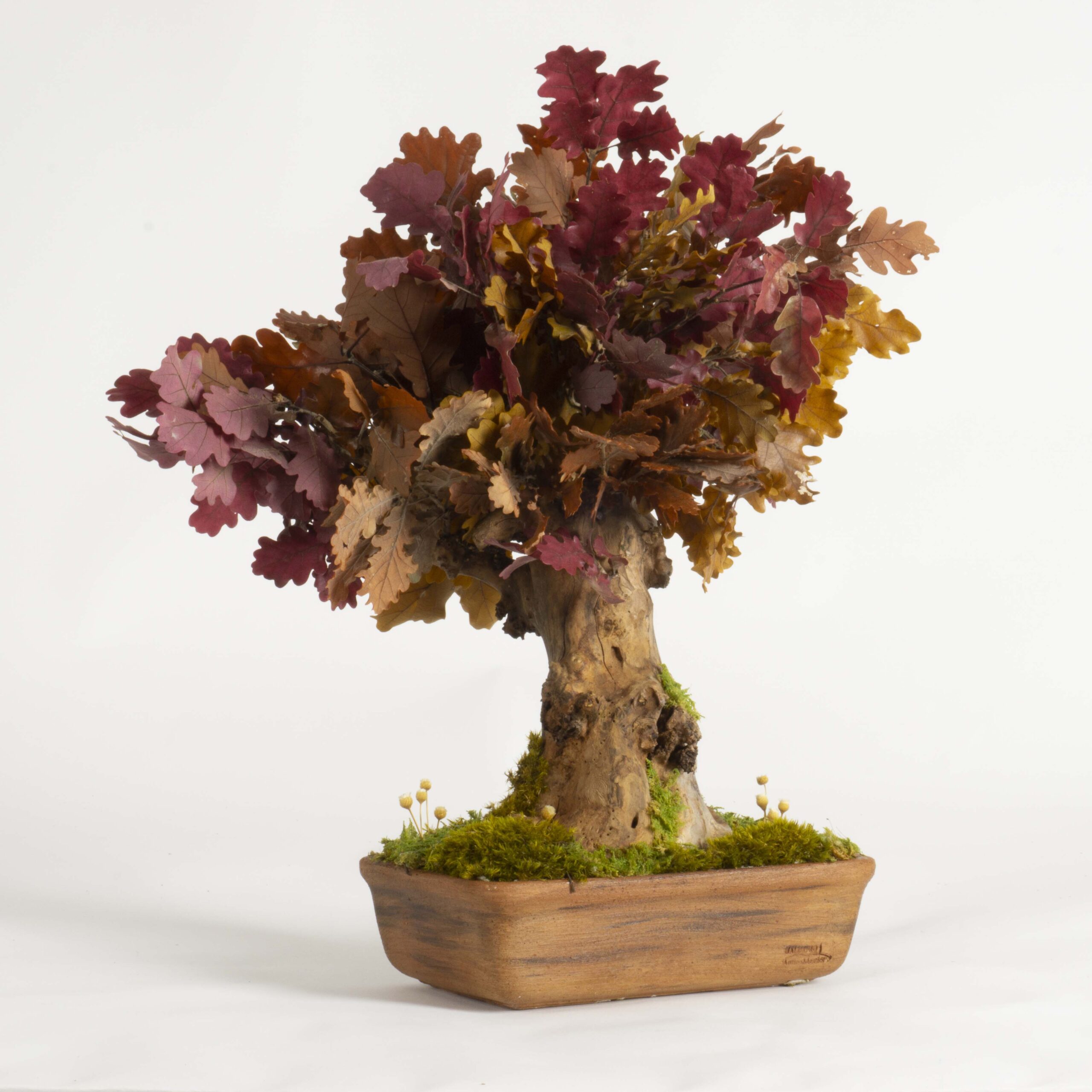 Bonsai Quercia stabilizzata - immagine 2