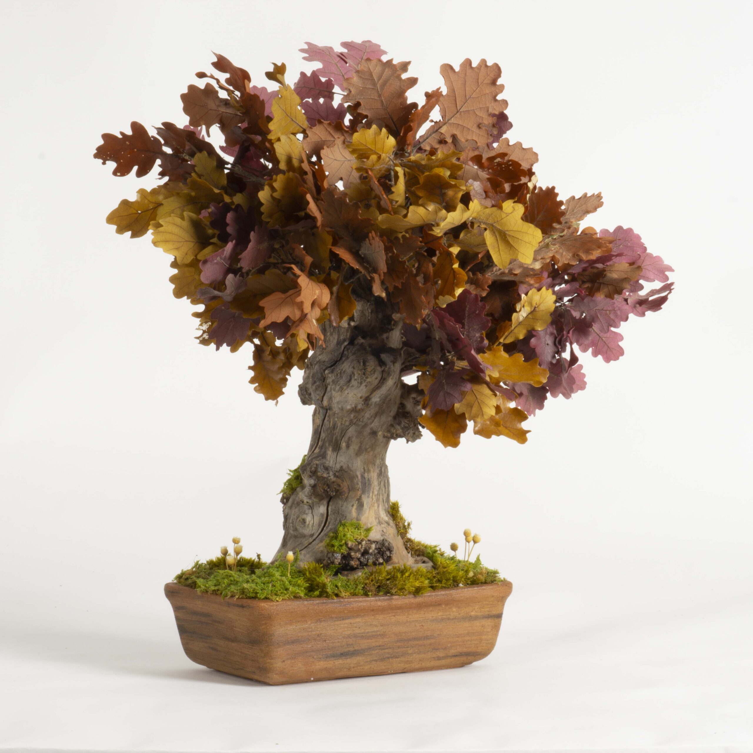 Bonsai Quercia stabilizzata - immagine 3
