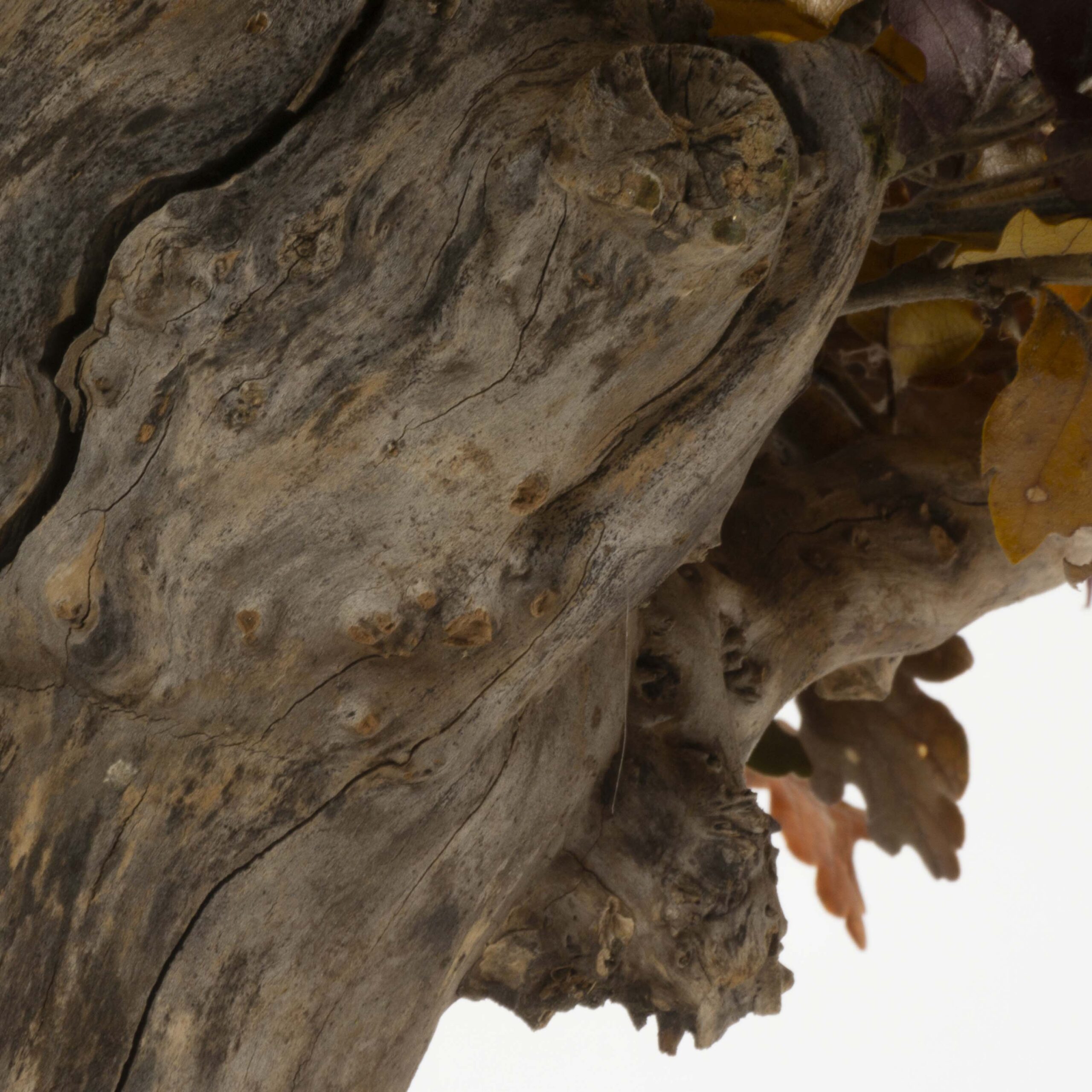 Bonsai Quercia stabilizzata - immagine 5