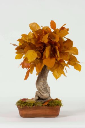 Bonsai Faggio autunno