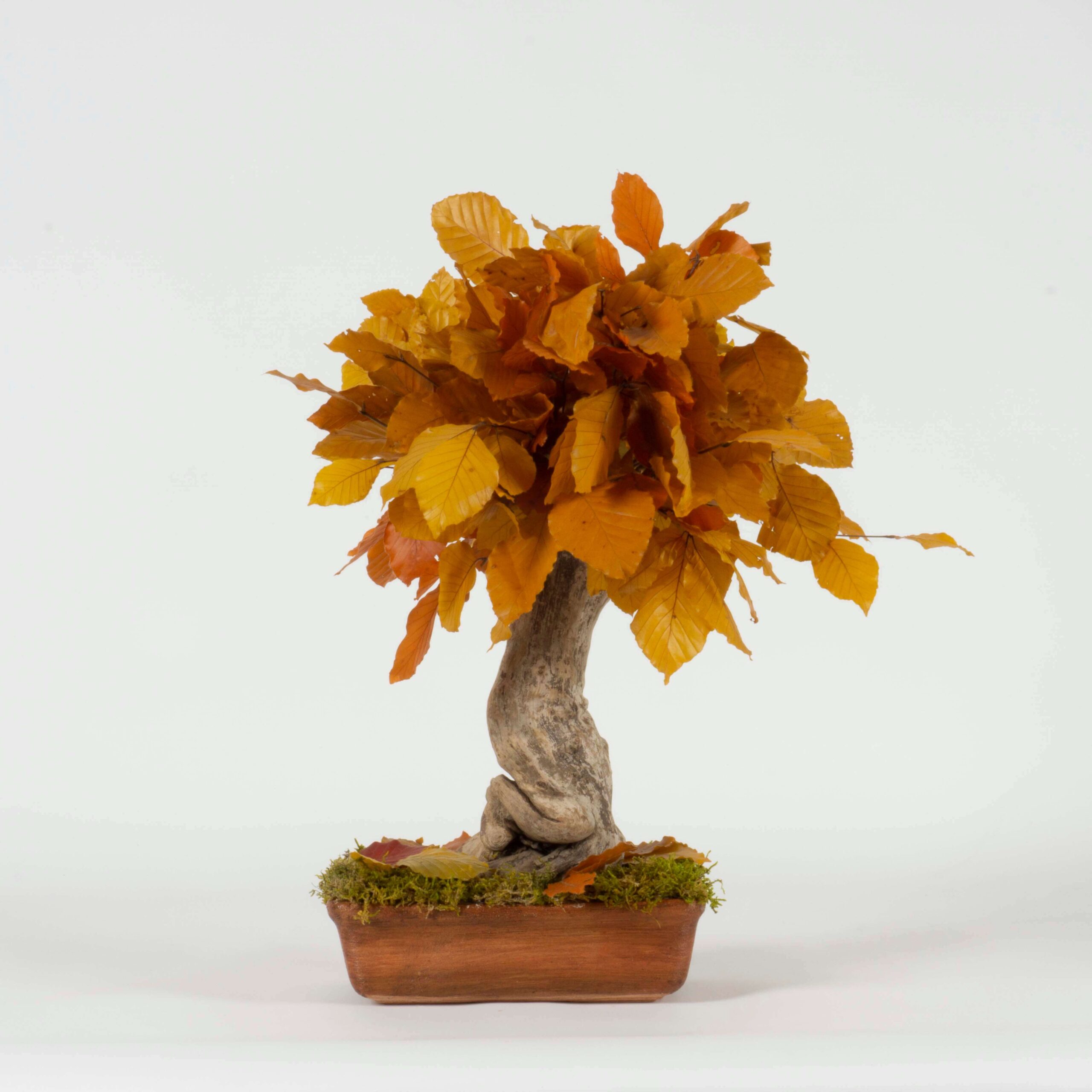 Bonsai Faggio autunno