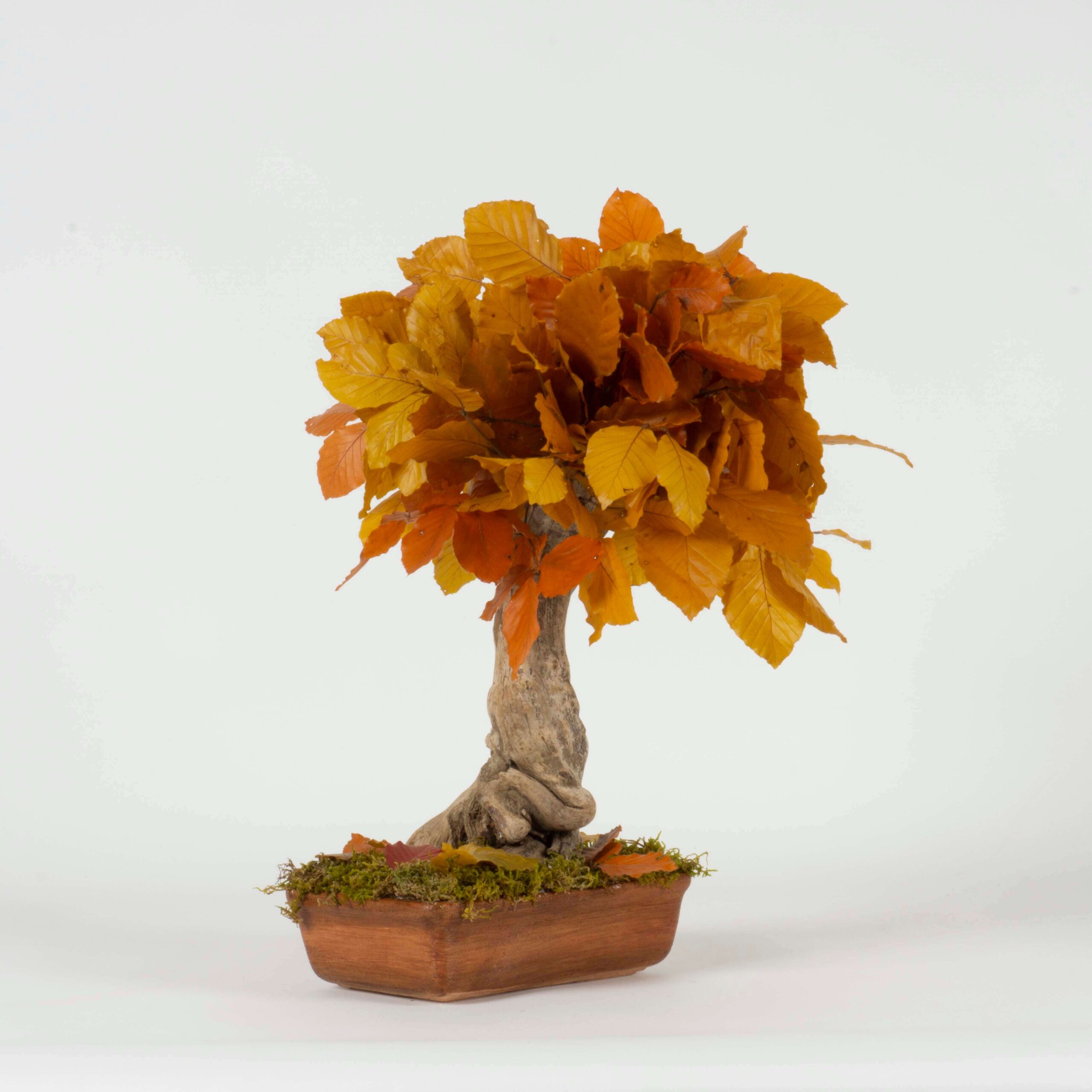 Bonsai Faggio autunno - immagine 2