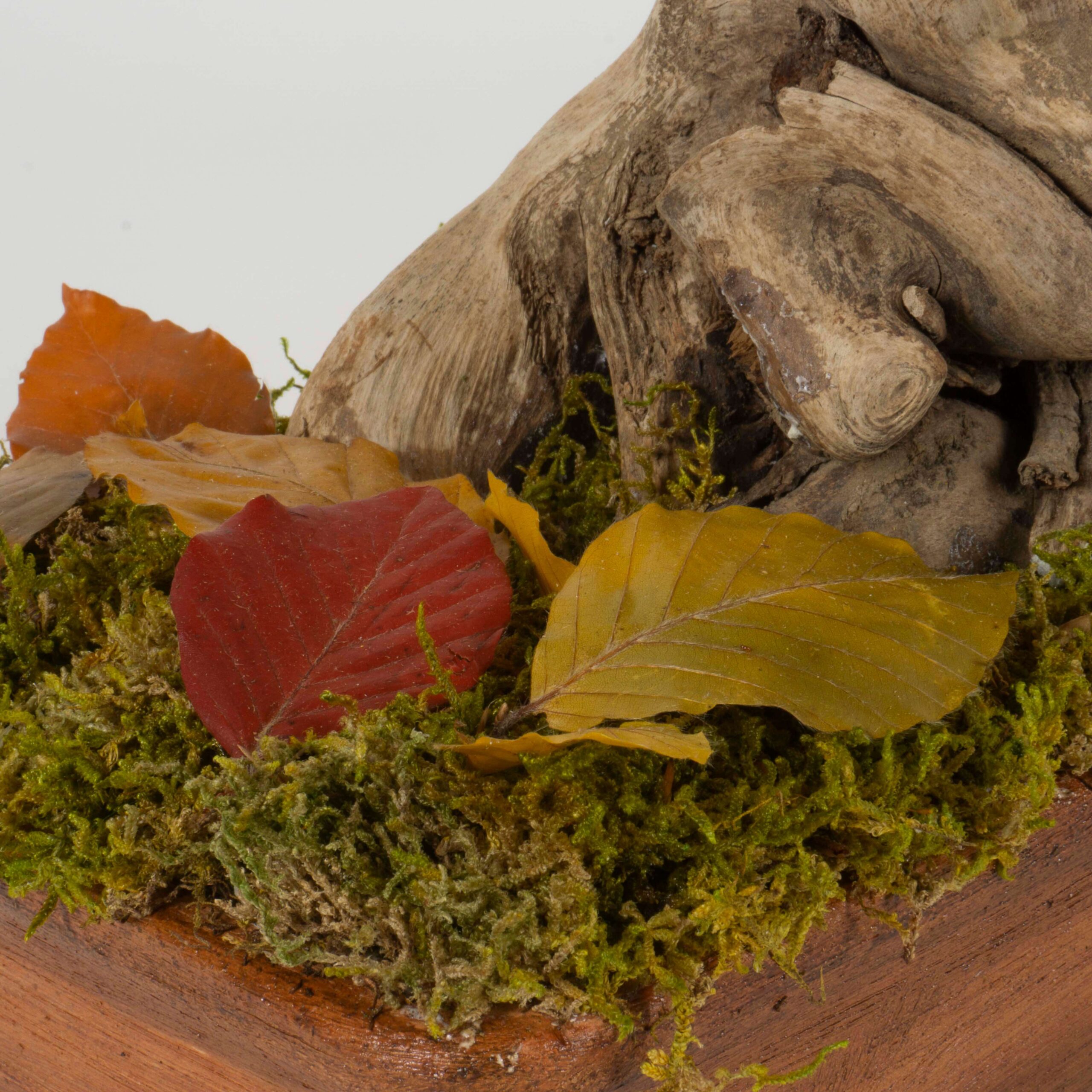 Bonsai Faggio autunno - immagine 3