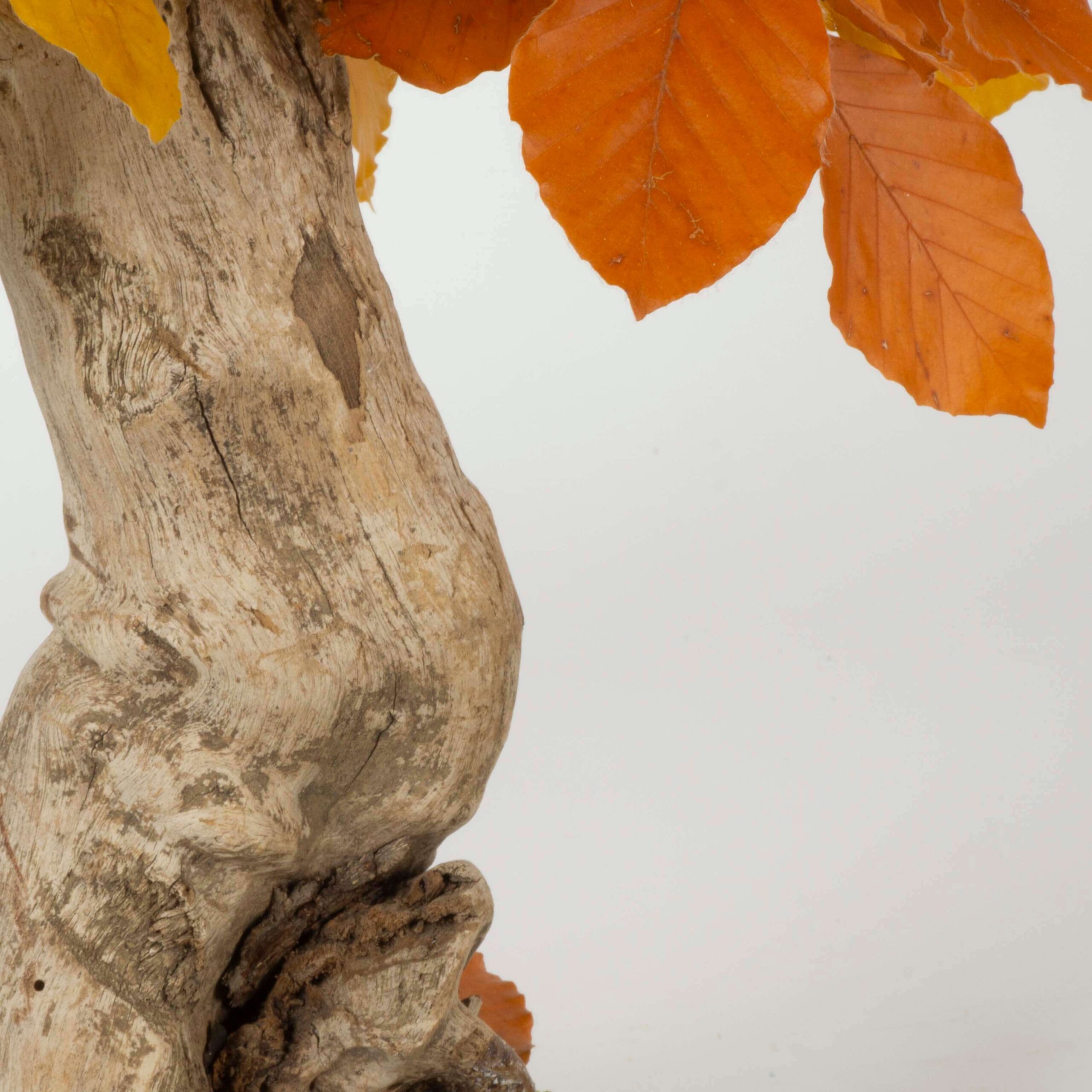Bonsai Faggio autunno - immagine 4