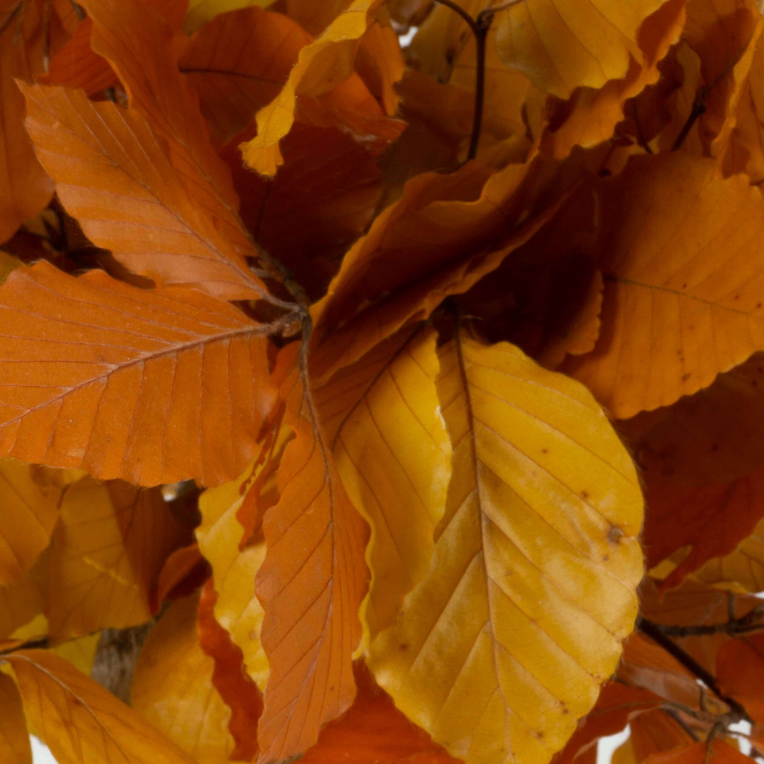 Bonsai Faggio autunno - immagine 5