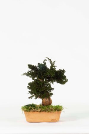 Bonsai Mini Juniperus
