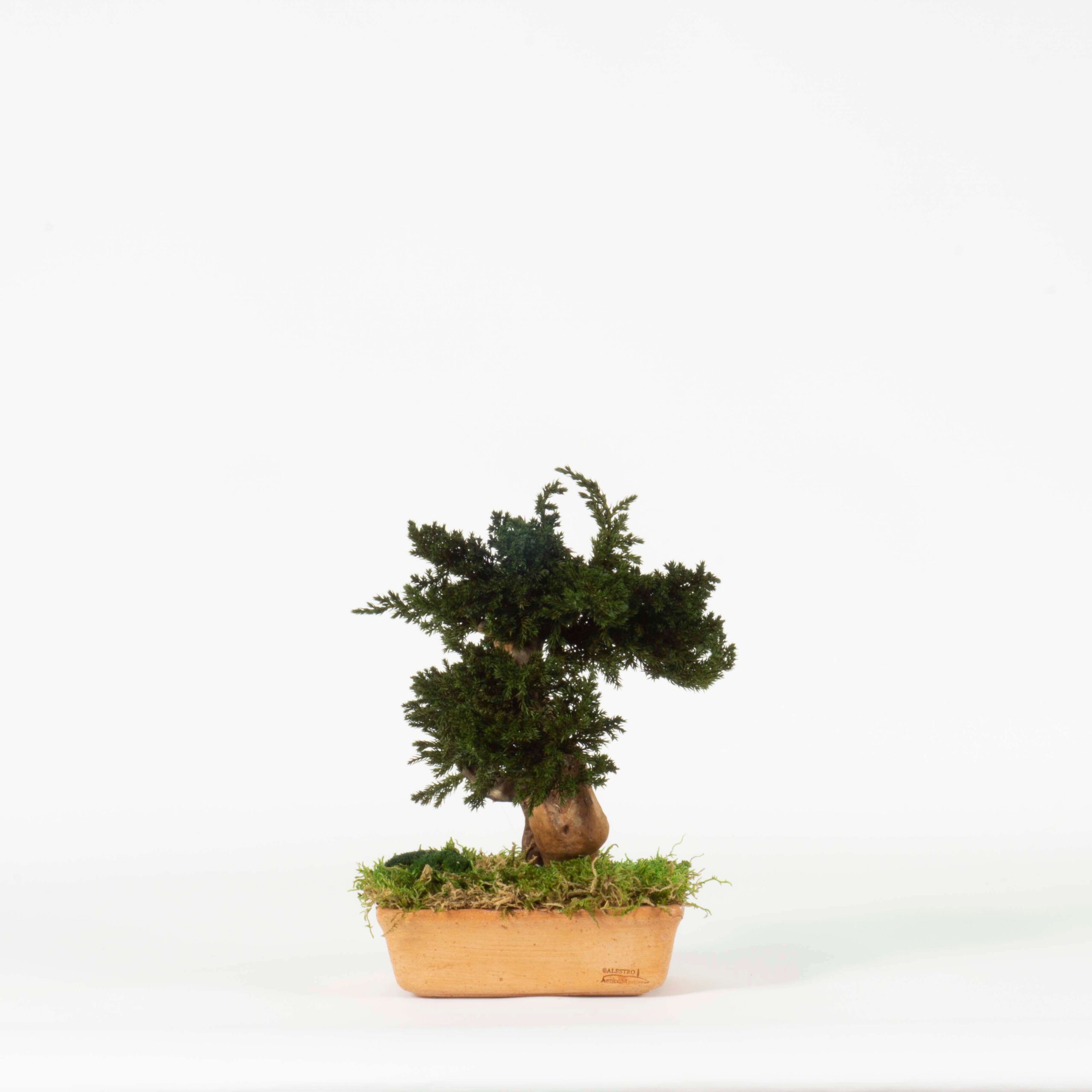 Bonsai Mini Juniperus