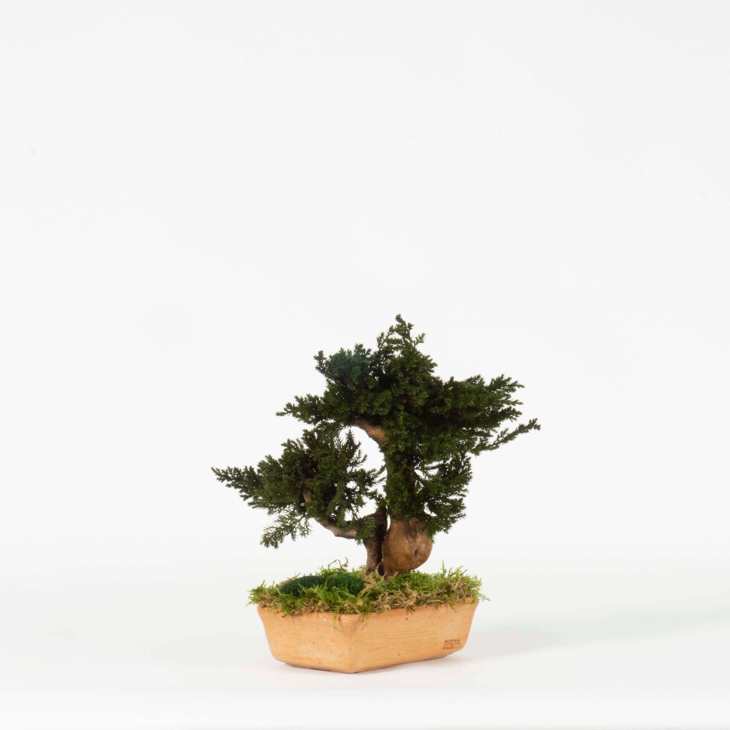 Bonsai Mini Juniperus - immagine 2